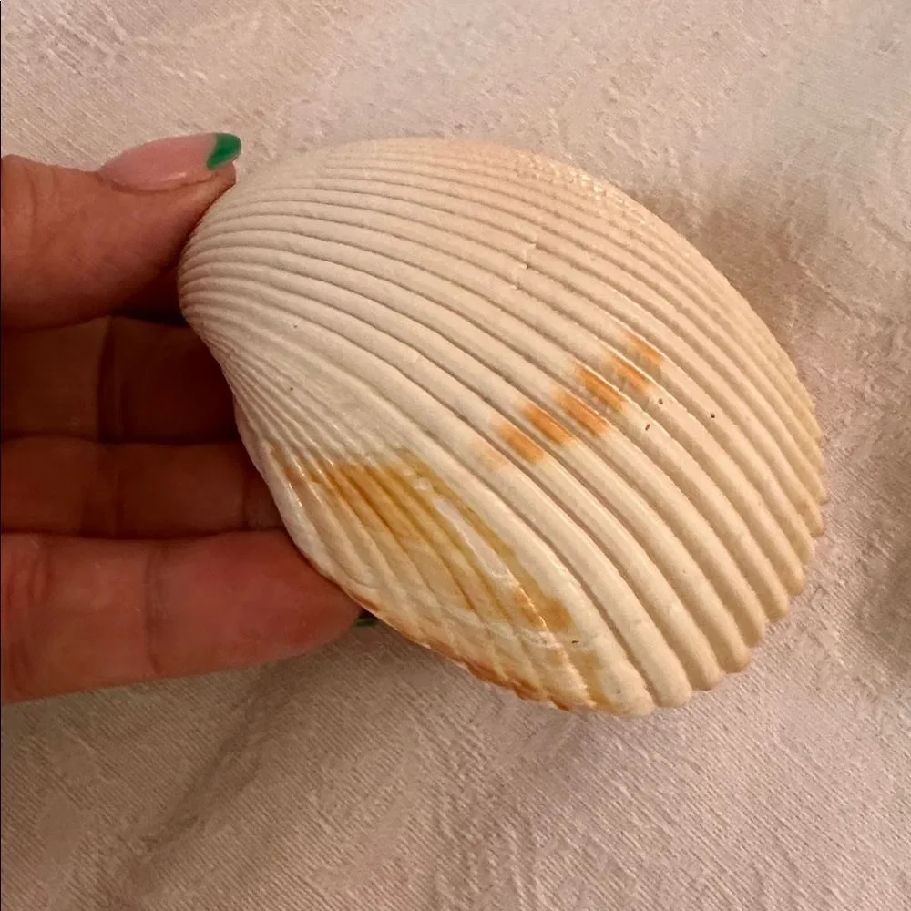 Sea Shells From Bahamas Florida Small Clams - Picture 4 of 8